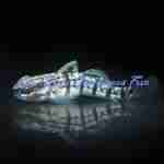 Dragon (Sleeper Banded) Goby (Captive Bred)