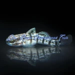 Dragon (Sleeper Banded) Goby (Captive Bred)