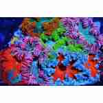 Rock Flower Anemone