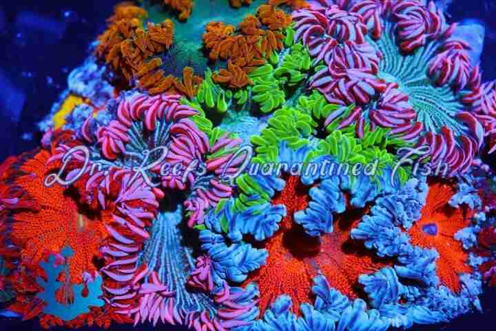 rockfloweranemone Rock Flower Anemone - Image 1