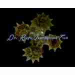 Spiny Star Astraea Snail