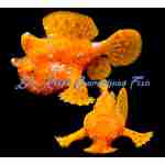 Orange Angler