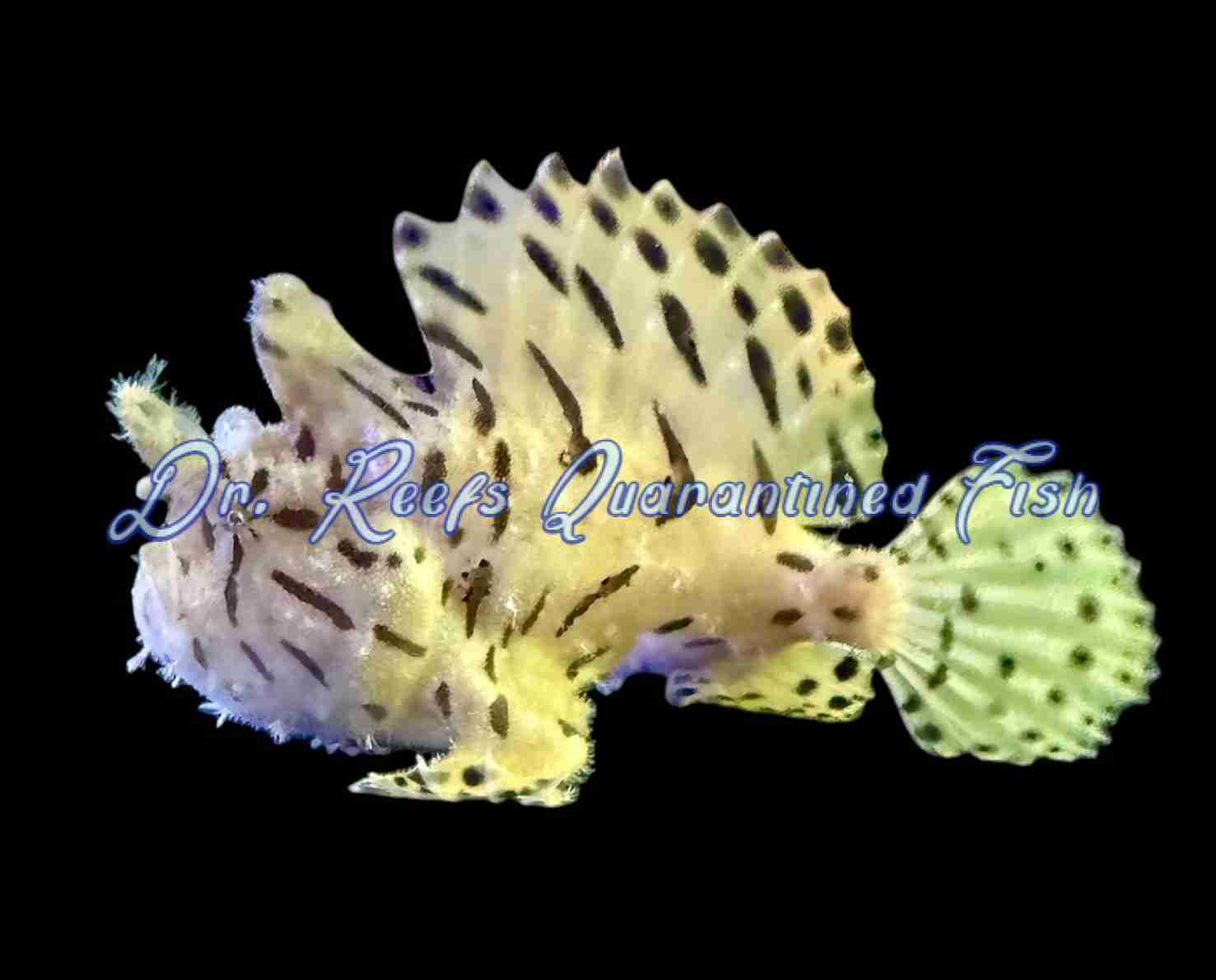 shaggy Shaggy Angler - Image 1
