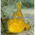 Shaggy Angler - Image 2