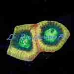 Favia - Dragon Slayer