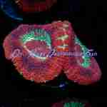 Acan - Blood Moon