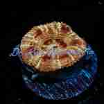 Acan - Golden Basket