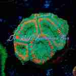 Acan - Gatoraid