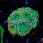 Acan - Gatoraid