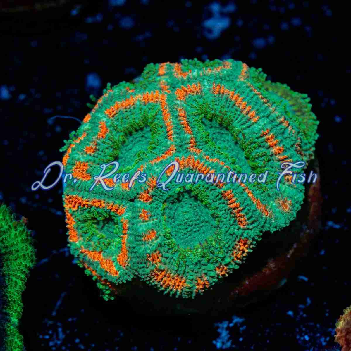 acan-gstoraid Acan - Gatoraid - Image 1