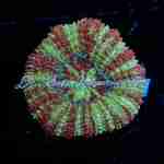 Acan - Hawk Eye