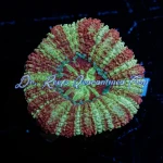Acan - Hawk Eye