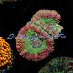 Acan - Hulk Smash