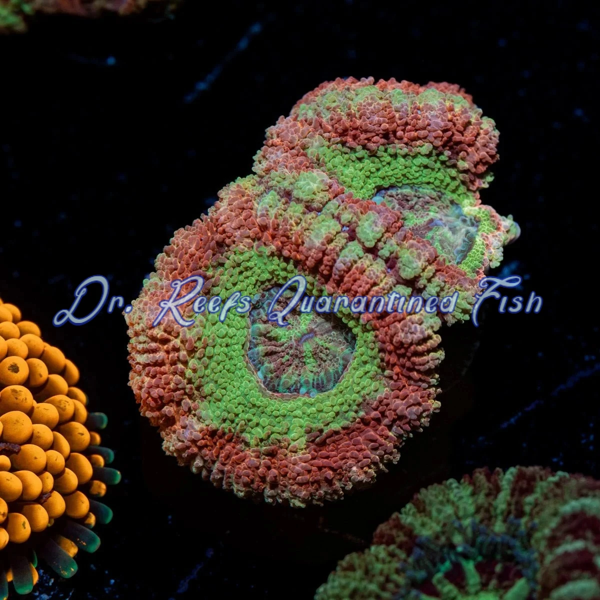 acan-hulk Acan - Hulk Smash - Image 1