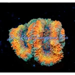 Acan - Sunrise Rainbow
