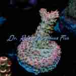 Acropora - Buzz LightYear