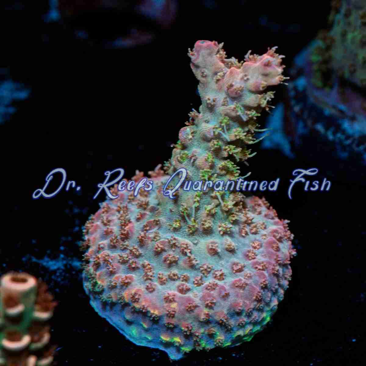 acro-buzz Acropora - Buzz LightYear - Image 1