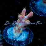 Acropora - Purple Haze