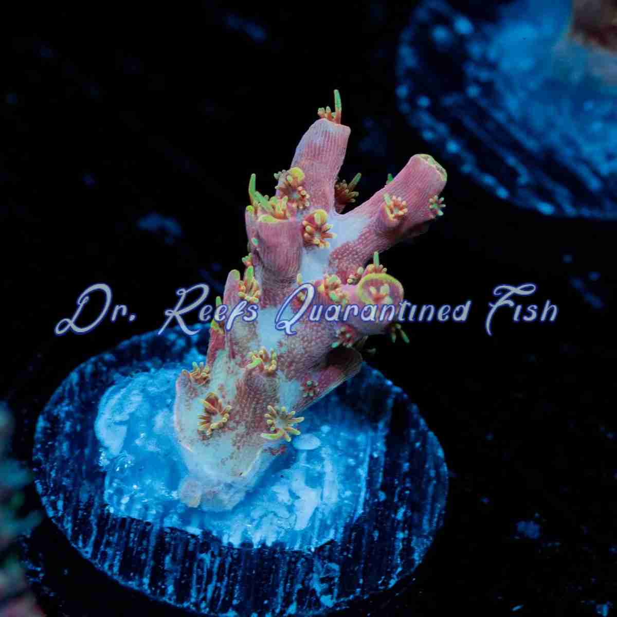 acro-haze Acropora - Purple Haze - Image 1