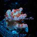 Acropora - Optimus Prime