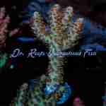 Acropora - Robot Santa Claus