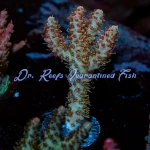Acropora - Robot Santa Claus