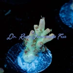 Acropora - Yoda