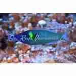 Green Bird Wrasse