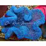 Blue Carpet Anemone