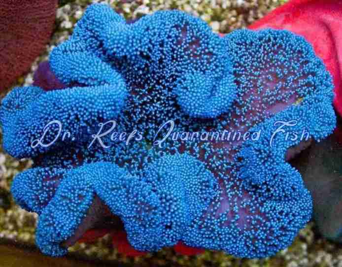 bluecarpetanemone Blue Carpet Anemone - Image 1