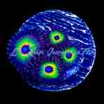 Zoanthid - Bob's Rasta