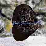 Gem Tang (Captive Bred- QM Labs)
