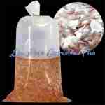 Live Adult Brine (Artemia)