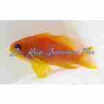 Lyretail Anthias (Captive Bred)