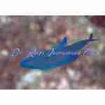 Randall's Assessor Basslet
