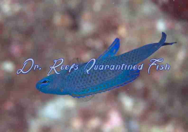 randallsassessorbasslet Randall's Assessor Basslet - Image 1
