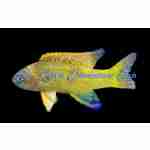 Randall's Assessor Basslet - Image 2