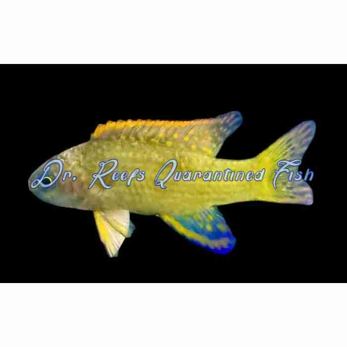 Randall's Assessor Basslet - Image 2