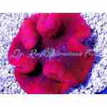 Red/Pink carpet Anemone