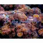 Speckled Bubble Tip Anemone