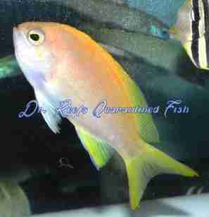 squarecb Squareback Anthias (Captive Bred) - Image 1